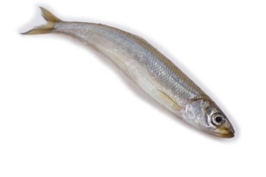 Asyalı eritilmiş balık beyazda izole edilmiş