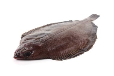 Düz başlı taban (Hipoglossoides elassodon) beyaz üzerinde izole