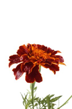 Marigold çiçeği beyaz arkaplanda izole edilmiş.
