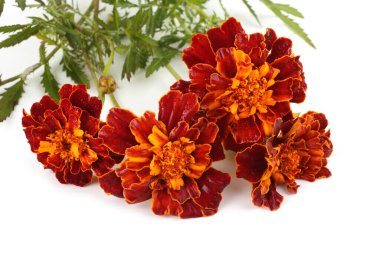 beyaz arkaplanda izole edilmiş kadife çiçekleri