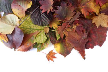 Düşen sonbahar yapraklarını kapatın.