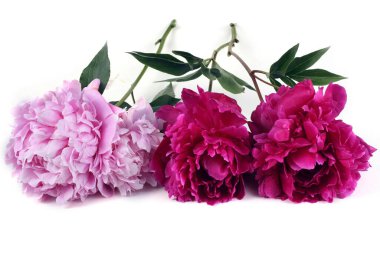 İnanılmaz çiçeklere yakın.