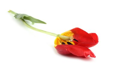 İnanılmaz çiçeklere yakın.