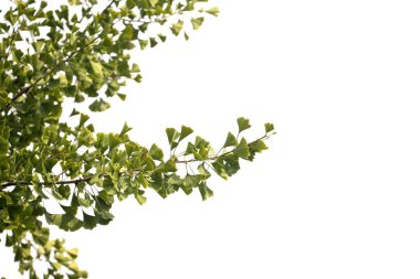 Ginkgo biloba dalları beyaz üzerine izole edilmiş