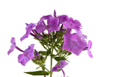 İnanılmaz çiçeklere yakın.