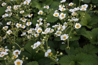 Çilek çiçeği. Çiçekler ve tomurcuklar