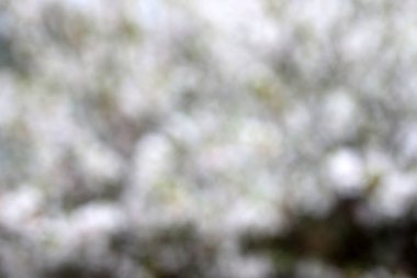 Kiraz çiçeği (Uzak Doğu, Nanking kirazı). Bokeh odaklanmamış arkaplan