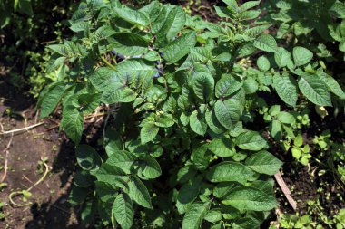 Patates tarlada yetişiyor.