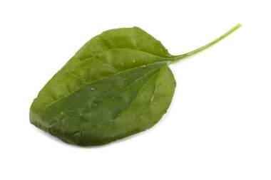 Plantain beyaz üzerine izole