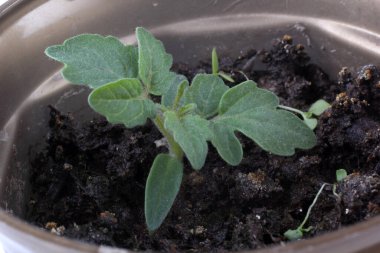 Topraktaki küçük yeşil bitki siyah arkaplana yakın.