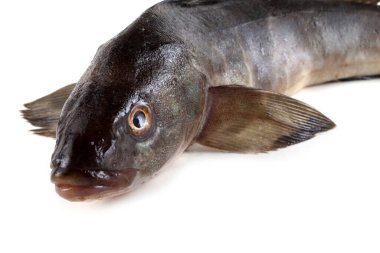 Deniz levreği beyazda yalıtılmış