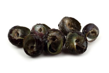 Deniz salyangozu. Uzak doğu mutfağında bu yumuşakçayı kullanın.