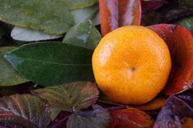 Beyaz arkaplanda yaprakları olan mandalinalar