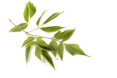 Kül yapraklı akçaağaç dalı (acer negundo)