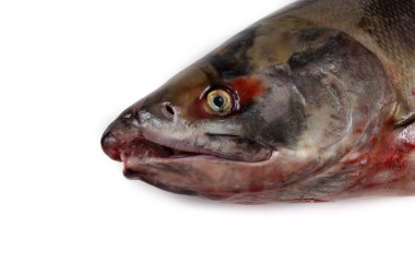 Beyaz somon balığı (gümüş somon, köpek somonu, keta))