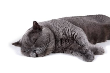 Beyaz arka planda izole edilmiş İngiliz kedisi