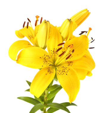 İnanılmaz çiçeklere yakın.