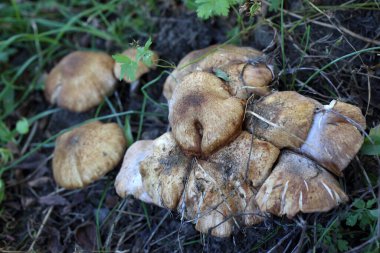 Ormanda bal mantarı yetişiyor.