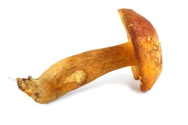 Xerocomus subtomentosus (kahverengi ve sarı bolet, sıkıcı kahverengi bolete, sarı çatlamış bolete, süet bolete)
