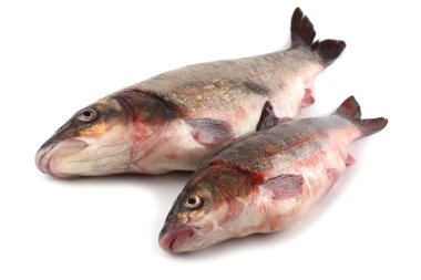 Pasifik kırmızı yüzgeci beyazda izole edildi