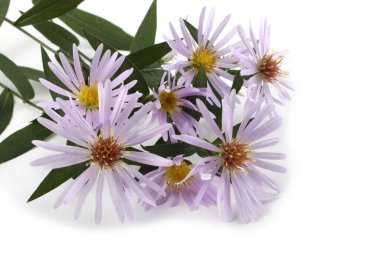 Beyazlar üzerinde izole edilmiş vahşi yıldızlar.