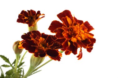 beyaz arkaplanda izole edilmiş kadife çiçekleri