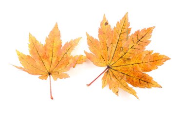sonbahar yaprakları beyaz arkaplanda izole