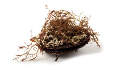 Deniz tarağı beyazda izole edildi