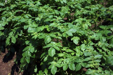 Patates tarlada yetişiyor.