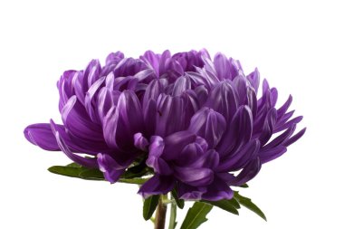 İnanılmaz çiçeklere yakın.