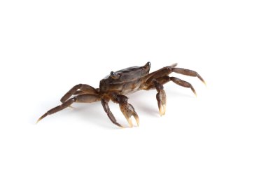 Beyaz arkaplanda izole edilmiş küçük yengeç