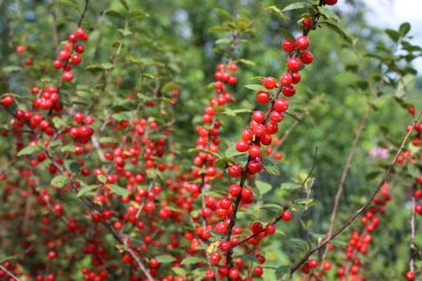 Nanking kirazı yetiştiriyorum. Uzak Doğu lezzeti