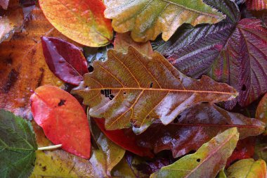 Düşen sonbahar yapraklarını kapatın.