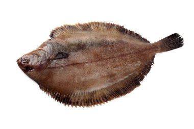 Düz başlı taban (Hipoglossoides elassodon) beyaz üzerinde izole