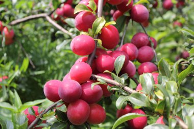 Olgun taze erikler. görünümü kapat