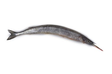 Garfish beyazda izole edilmiş.