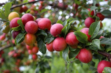 Olgun taze erikler. görünümü kapat