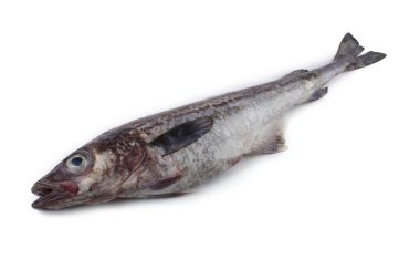 Beyaz arkaplanda Pollock