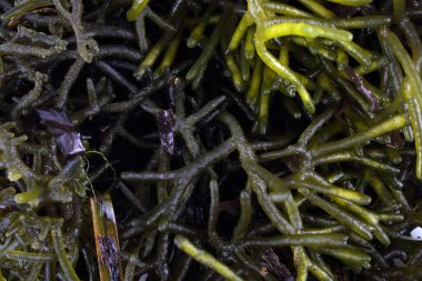 Yeşil deniz yosunları arka planı