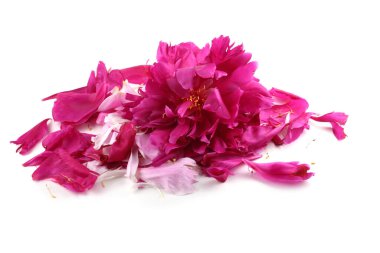 Şakayık çiçekleri ve taç yaprakları