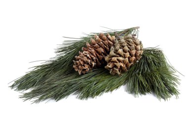 Çam fıstığı. Hassasiyet