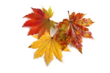 Beyaz arkaplanda sonbahar yaprakları