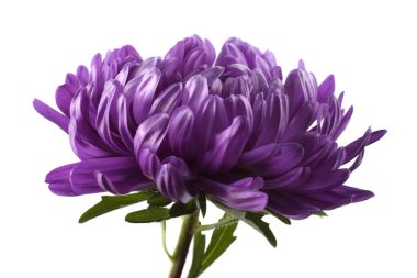 Violet aster beyazda izole edilmiş