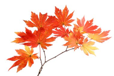 sonbahar yaprakları beyaz arkaplanda izole