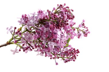 Beyazlar üzerinde yalıtılmış leylaklar