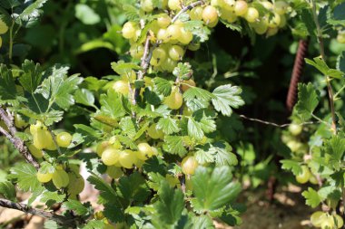 Çalının üzerinde büyüyen yeşil bektaşi üzümü