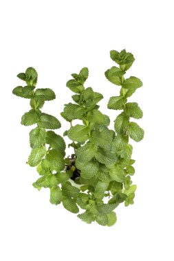 Beyaz arkaplanda nane yaprakları