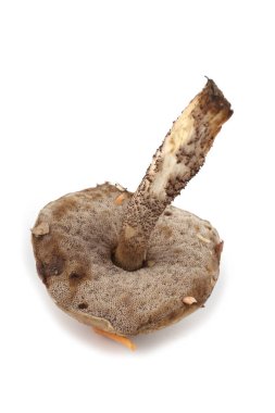 Birch Bolete beyazda izole edildi