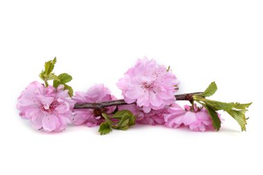 İnanılmaz çiçeklere yakın.