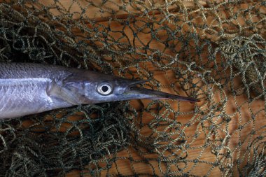 Ağda süs balığı. Yakalayın